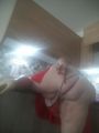 Annamanna 